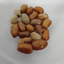 Eso Ariwo/ African Nutmeg