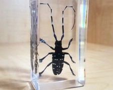 Longhorn Beetle in Resin, Real Beetles, Insect in Resin, Anoplophora chinensis