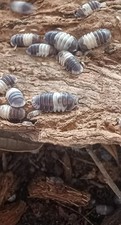 Panda King Isopods 10 2 extra COUNT