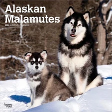 Alaskan Malamutes | 2026 12x24" (Hanging) Square Wall Calendar | Plastic-Free