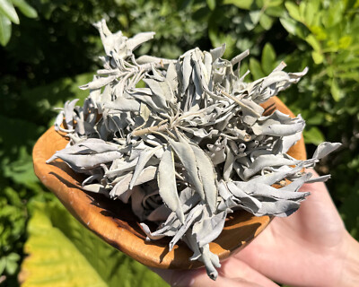 2 oz Loose White Sage Smudge Leaves & Clusters (Cleansing Smudging Purification)