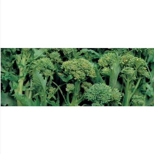 Semi Di Cima Di Rapa "Leccese Sessantina Cima Grossa" Piante Per Orto - Foto 6