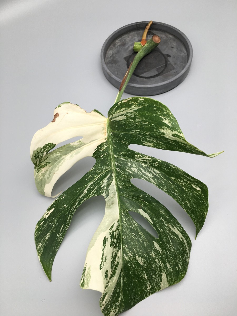 sansevieria balkon Große Sansevieria kaufen – Green Me Up
