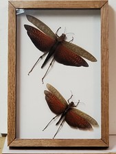 Real framed pair M&F  giant brown grasshopper Tropidacris Dux