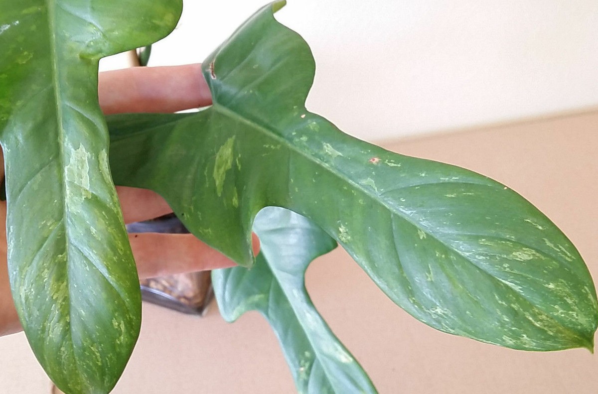 PHILODENDRON 'SPLASH GORDON' RARE Variegated bipennifolium cream variegata  +HEAT | eBay