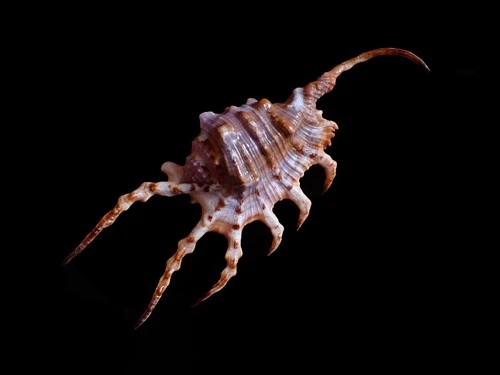 Tatskieshells- Lambis scorpius - 144mm NICE COLOR!