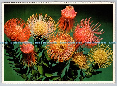 D311692 Leucospermum Nutans Ein Blumenstrauß Nadelkissen Proteas Arthur englischer Druck