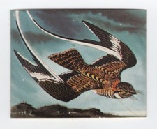 Greggs NZ aquatic birds 1974. Pennant Winged Night-Jar