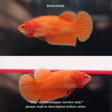 Live Betta Fish Female Super Orange HMPK Plakad Good Quality from Thailand