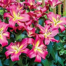 2 - GIANT HYBRID LILY EMPOLI Flower Bulbs - Perennial  " INTENSE COLOR "