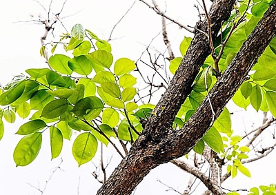 PURE AMYRIS ESSENTIAL OIL AMYRIS BALSAMIFERA NATURAL ARTISANAL GRADE A1  INDIAN | eBay