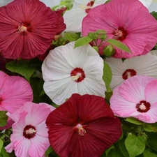 Hibiscus Luna mix seeds 25 per pack USA grown & shipped