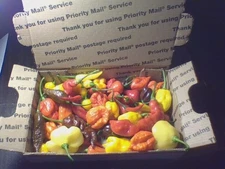 Fresh Super Hot Peppers "JP Piranha, Chocolate Primotali" +More!!!