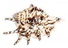 NaDeco Lambis lambis ca. 13cm | Deko Schneckenhaus | Muscheln und Schnecken