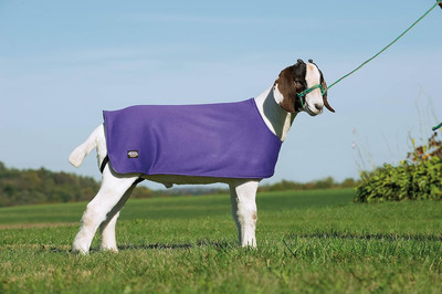 Sheep and Goat Underblanket Extra Small/Small Purple
