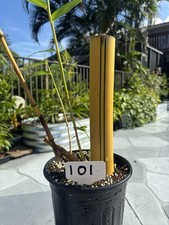 BIG HUGE HAWAIIAN GOLDEN BAMBOO Houseplant Tree -GET THE ACTUAL
