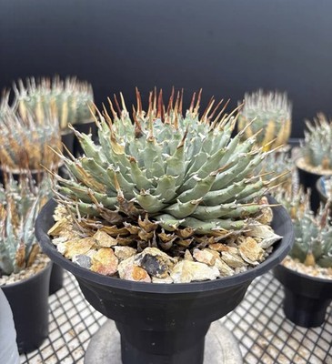 RareLive House Plant Agave utahensis var. eborispina Random Boutique