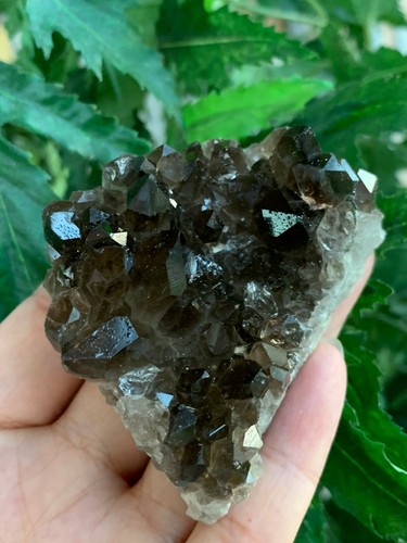Grade A++ Smoky Quartz Cluster, 1.5-4 Inch Smoky Quartz Crystals, Pick A Size - Picture 5 of 12