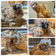 3 Rare Millie De Fleur Silkie Chicken Hatching Eggs (NPIP Certified)