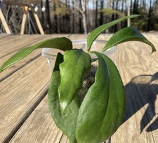 Hoya EPC 706 / UT 38 Plant In 4” Pot