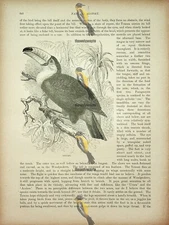 Toucan, Natural History Book Illustration, 1896