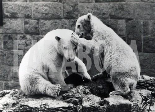 Photo de presse vintage Animaux Chiens Volpini tirage 24x18 CM
