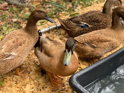 6 FRESH ORGANIC HATCHING DUCK EGGS BARNYARD MIX - SAXONY, ROUEN, KHAKI CAMPBELL