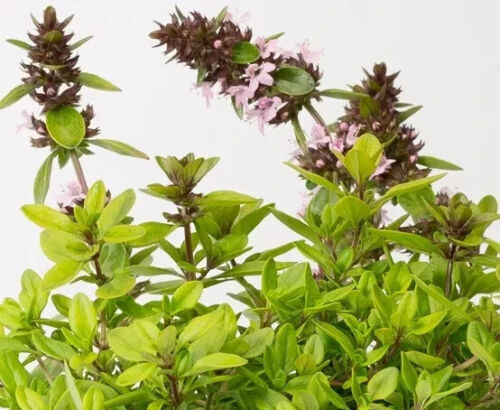 Herb plants, garden ready, 9cm pots lots of choice - Picture 190 of 298