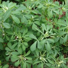 Fenugreek herb (Mehti) - 100 seeds