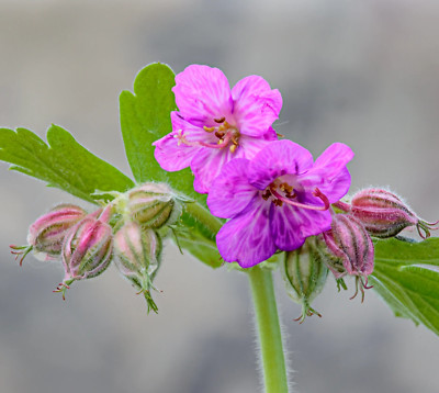 Geranium macrorrhizum 10-15cm -