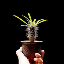High 8-10cm Succulent Plants Pachypodium Lamerei Drake Garden Plants