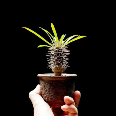 High 8-10cm Succulent Plants Pachypodium Lamerei Drake Garden Plants