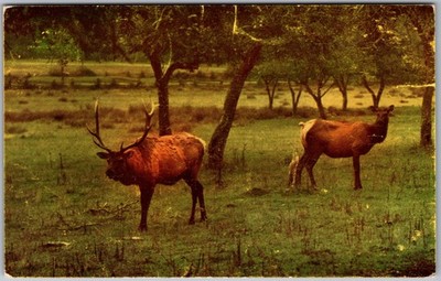 Vtg Postcard Cascade Mountains Elk Sanctuary Cascade Mountains, CA 1950s