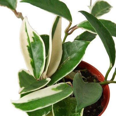 Hoya Carnosa 'Tricolor' - 6'' Pot - NURSERY POT ONLY