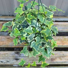VARIEGATED ENGLISH IVY LIVE START PLANT 6 INCHES