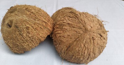coconut shells