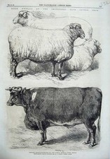 Original alter antiker Druck 1866 Smithfield Club Rinderschau Schaf Ochse Kuh