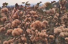 12000 WHITE COTTON Gossypium Seeds usa seller shipper organic