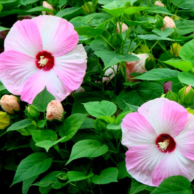 Hardy Luna Pink Swirl Huge Dinnerplate Hibiscus 10 seeds HUGE