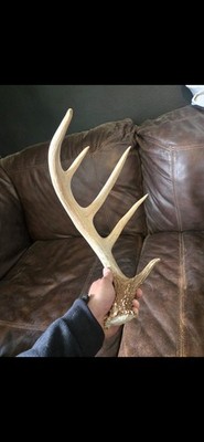 Wild Whitetail Deer Antler Shed Horn Rack Decor 5 Point 