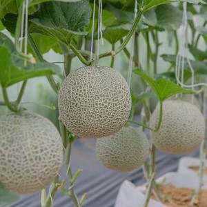 Honey Rock Melon - Cantaloupe Seeds - Organic Seeds - Heirloom Seeds