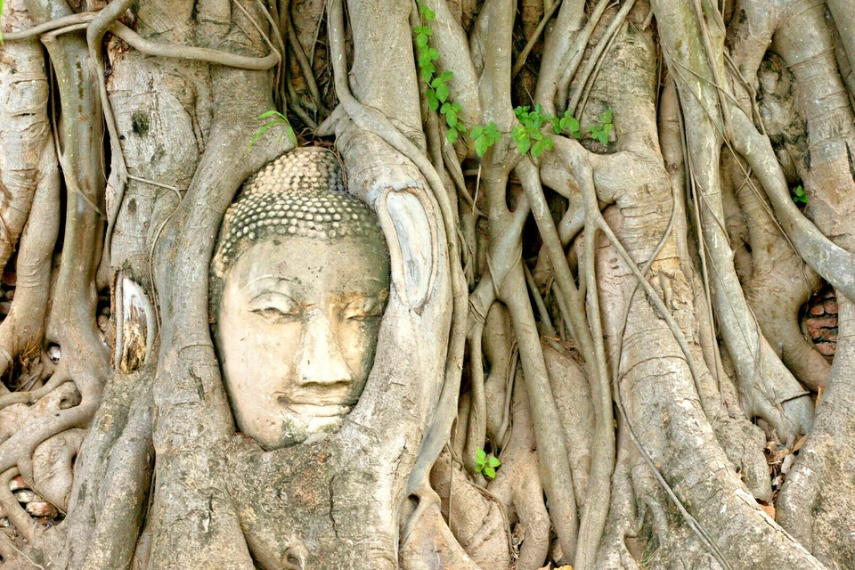 80+ Semillas Medicinales de Ficus Religiosa: Buda Peepal, Higo Sagrado, Un Árbol de Meditación Foto 2 de 4