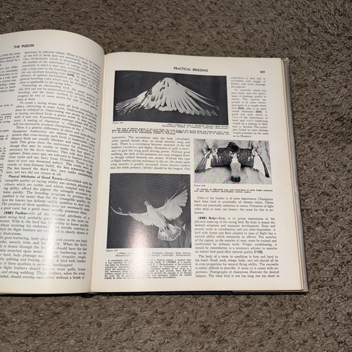 The Pigeon by Wendell Mitchell Levi ~ 1974 Reprint HC Book w/DJ - Bild 16 von 16