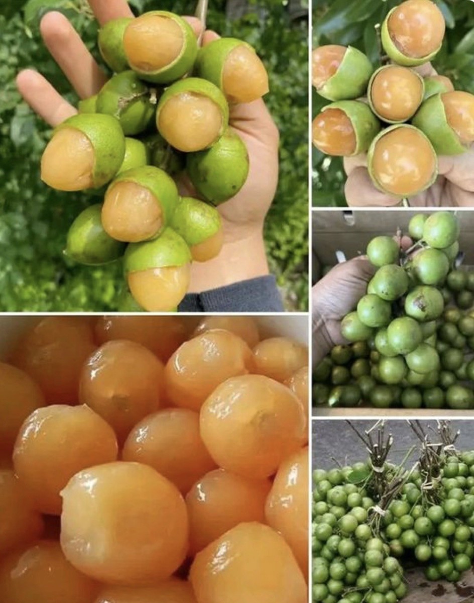 Fresh 4Lbs Spanish Lime/Quenepa/ Guineps  Mamon Mamoncillo. Actual Fresh Fruits