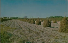 Holland Art Studios Peanuts Stack Drying Corapeake NC Postcard Vintage Unposted