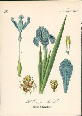 Chromolithographie : Kleine Schwertlilie. Zwerg-Schwertlilie. Iris pumila L. Iri