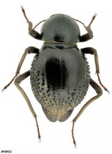 Coleoptera Tenebrionidae Psammodes sp. Namibia 26mm