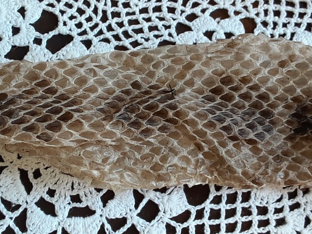 X - 29" Melanistic Black Western Diamondback Rattlesnake