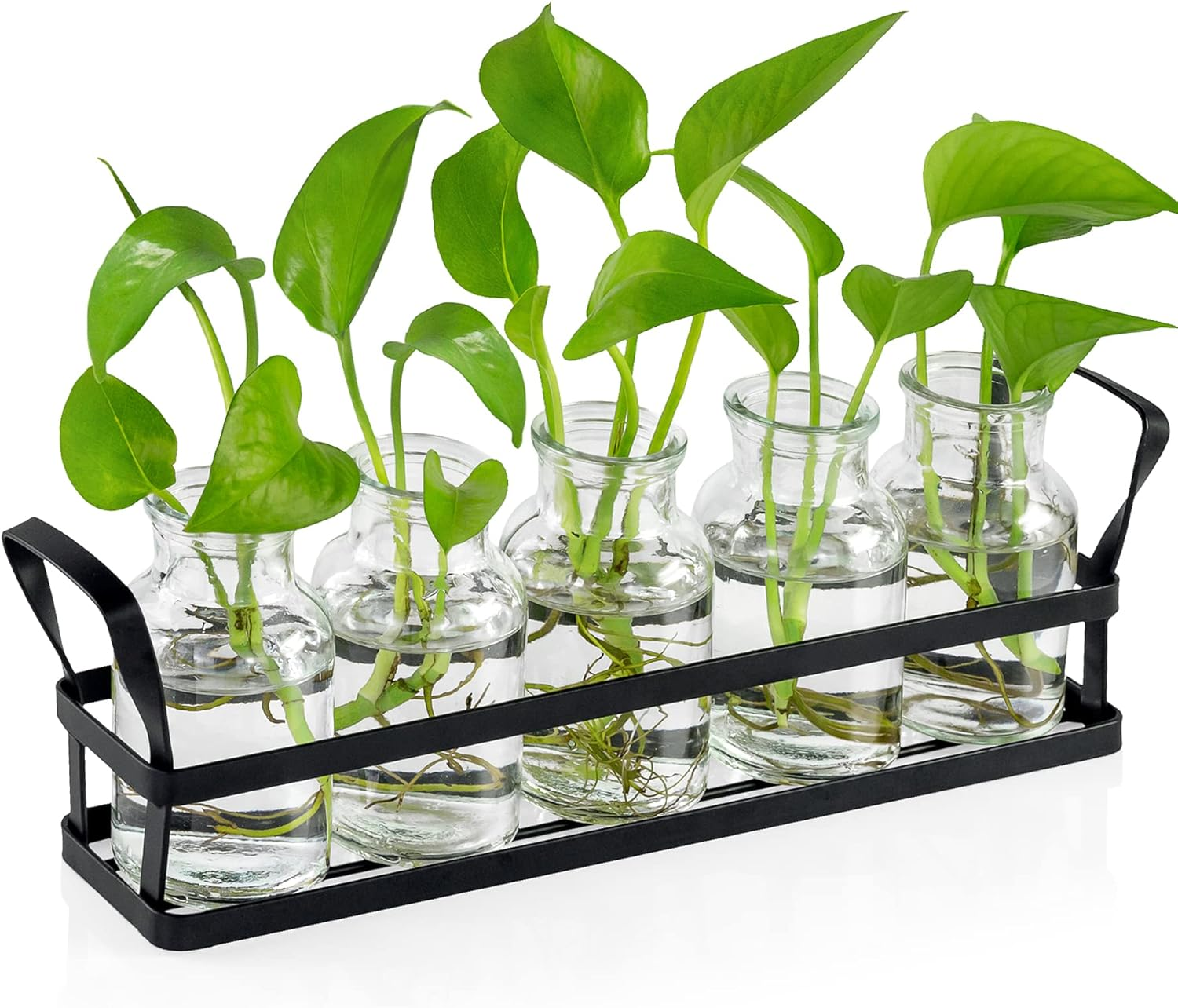 Indoor Propagation Station with Stand for Plants and Terrariums