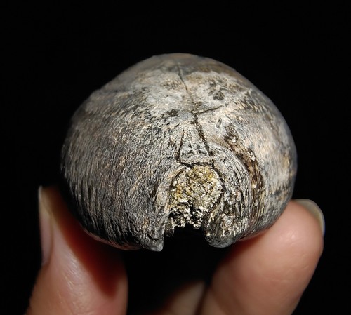 SEA SHELL COWRIE FOSSIL, RARE BLACKISH CYPRAEA BEBERKIRIANA FROM INDONESIA, 50MM - Picture 4 of 7